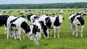 Atasi Masalah Iklim, Pakar Inggris Kembangkan Vaksin ‘Kentut Sapi’