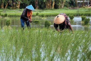 Menyemai Masa Depan Pangan: Petani Tanam Padi di Proyek Strategis Nasional Lumbung Pangan Desa Bentuk Jaya A5