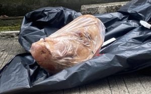 Teror Kepala Babi di Kantor Tempo: Ancaman terhadap Kebebasan Pers