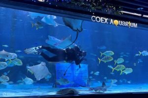 COEX Aquarium Korea: Petualangan Bawah Laut di Tengah Kota Seoul