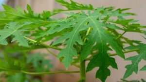 Apakah Aman Mengonsumsi Daun Pepaya Setiap Hari? Ini Penjelasannya