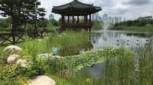Hanbat Arboretum Daejeon: Surga Hijau di Tengah Kota Teknologi Korea Selatan