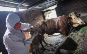 Thailand Laporkan Lagi Kasus Antraks Setelah 30 Tahun