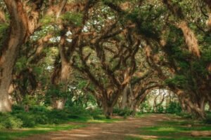 Sewa Fotografer Murah di De Djawatan Banyuwangi