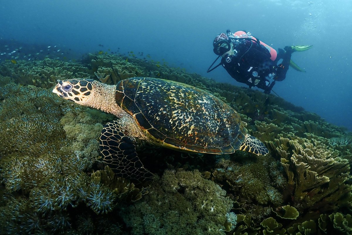 Tren Scuba Diving Semakin Populer di Surabaya