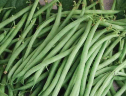 Manfaat Sehat Buncis Yang Perlu Anda Ketahui